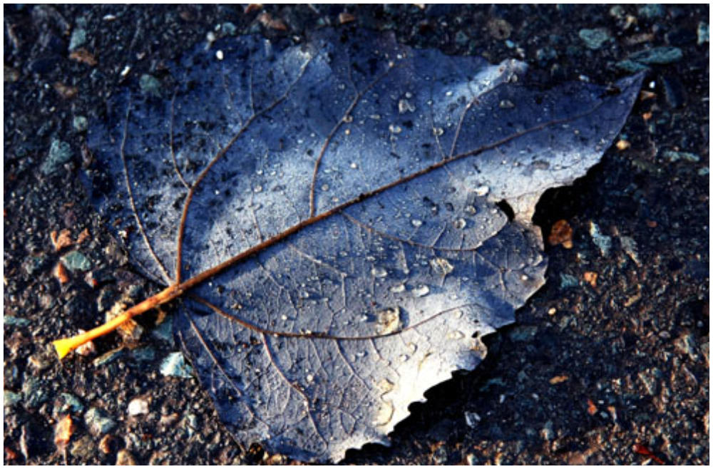 Blaues Blatt
