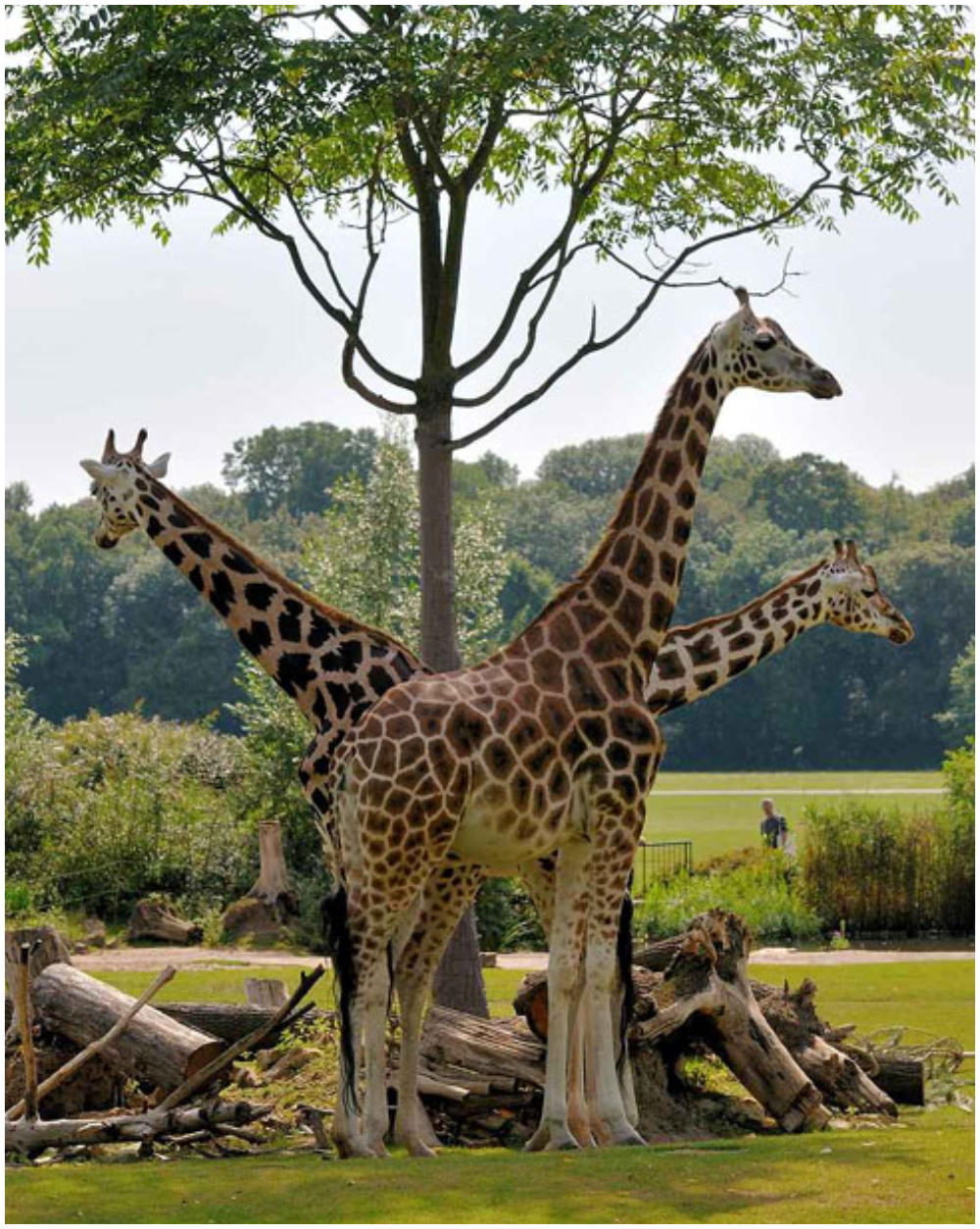 Dreihälsige Giraffe