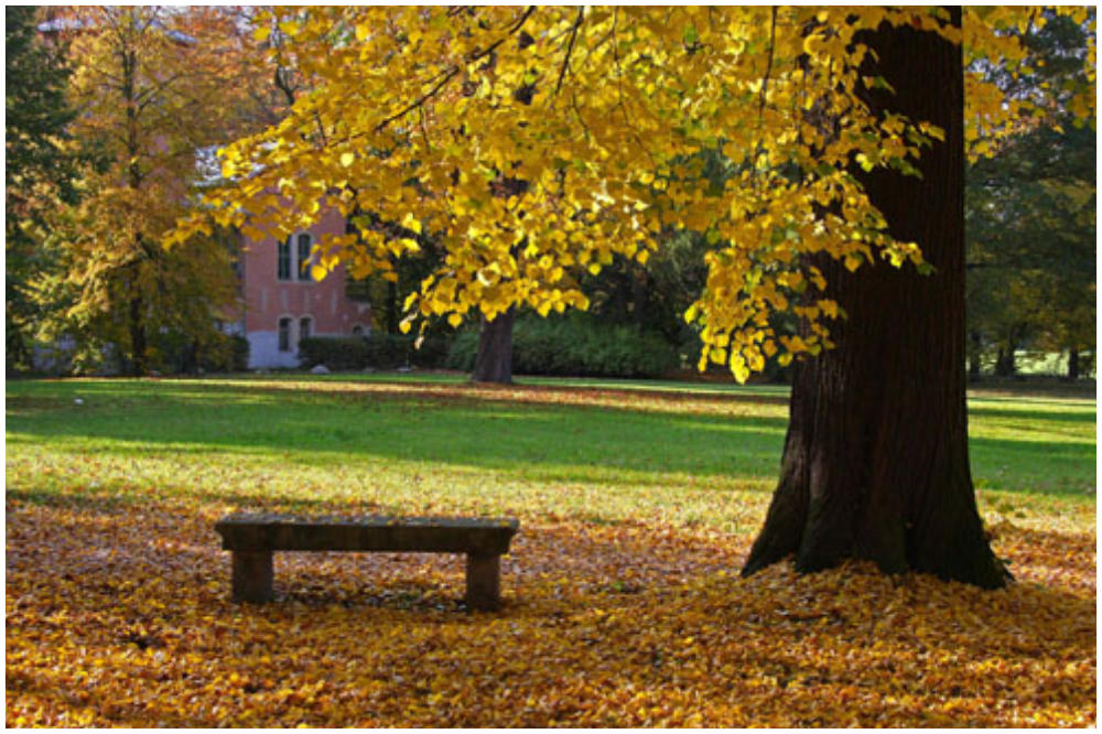 Herbst im Park