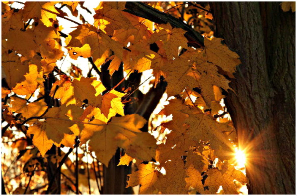 Goldene Blätter