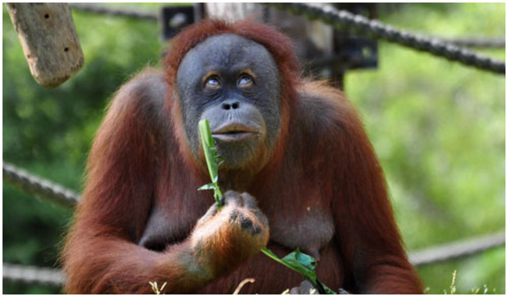 Affe