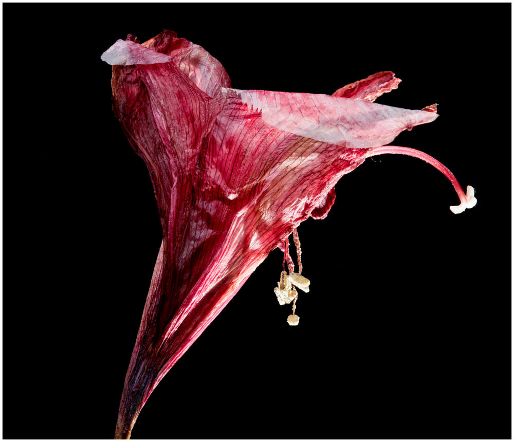 Blüte