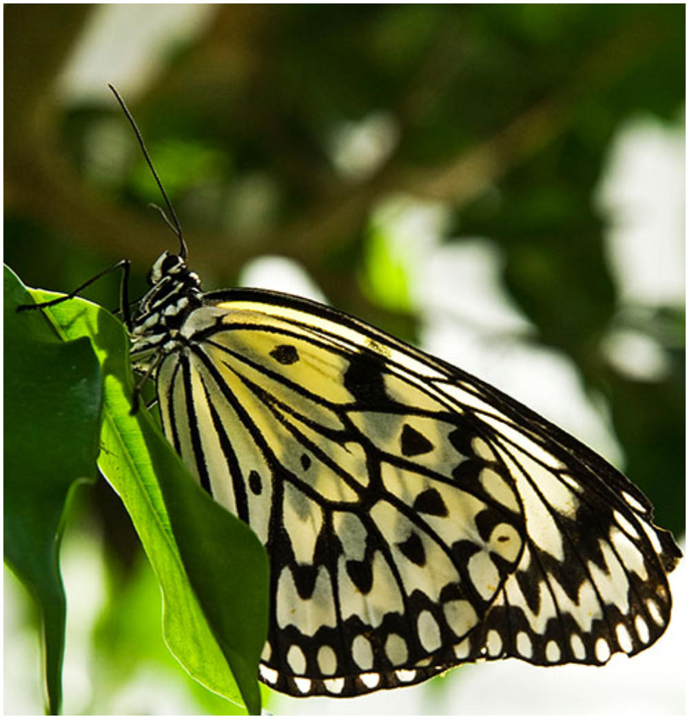 Schmetterling