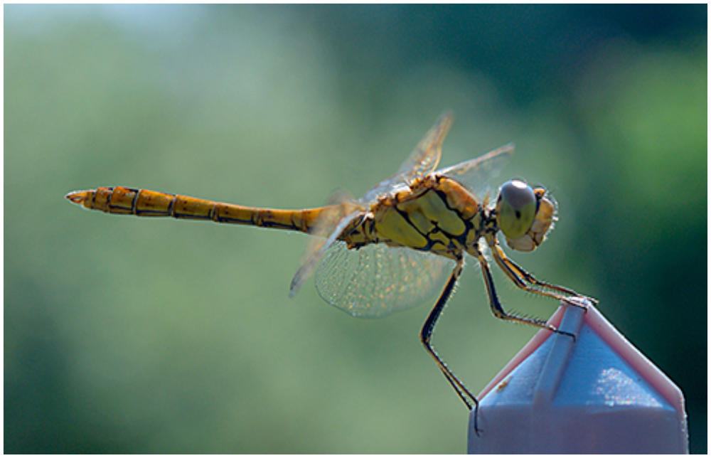 Libelle im Anflug