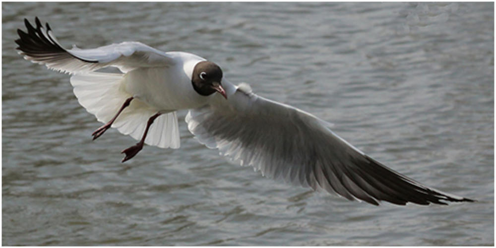Möwe