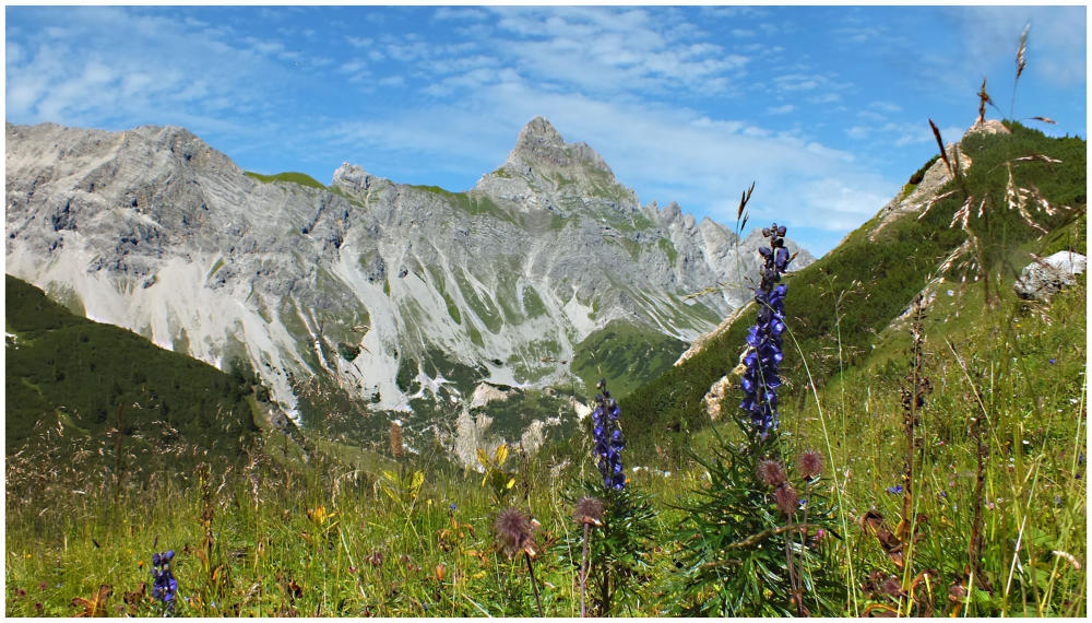Saftige Gebirgswiese