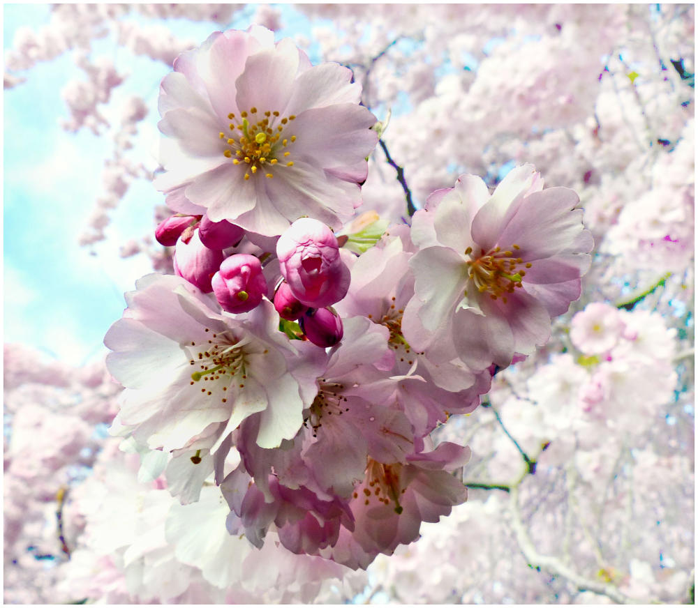Kirschblüte