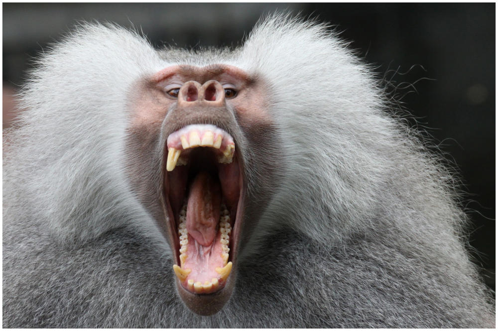 Im Zoo