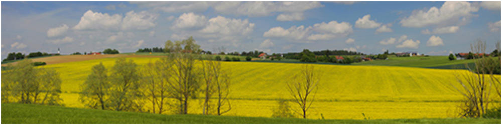 Rapsfeld