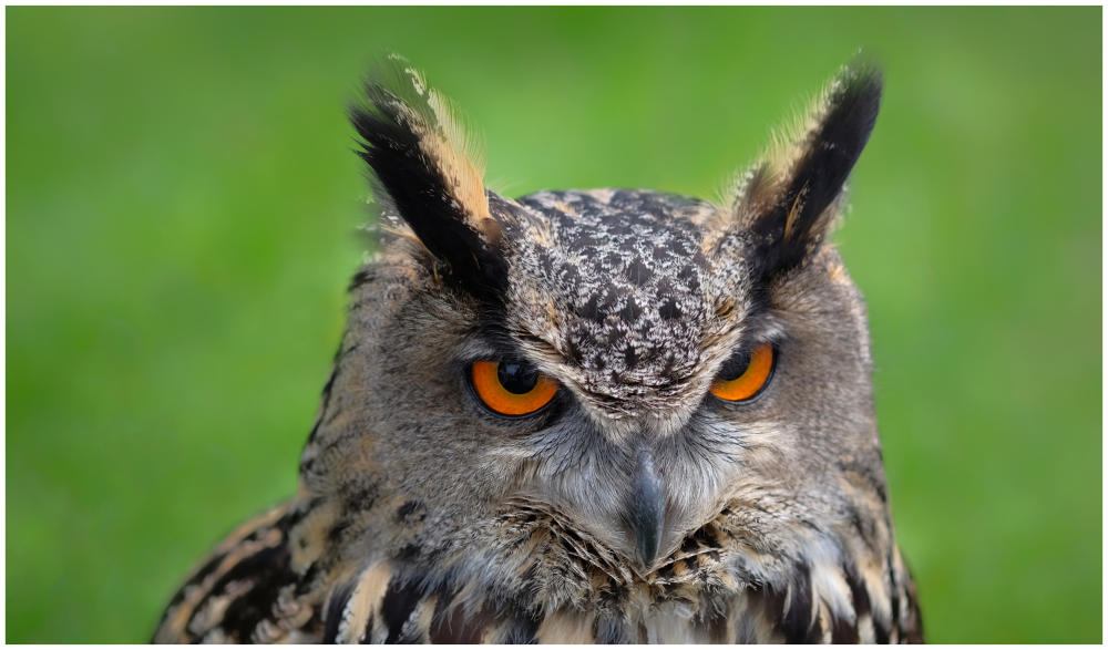 Schau mir in die Augen