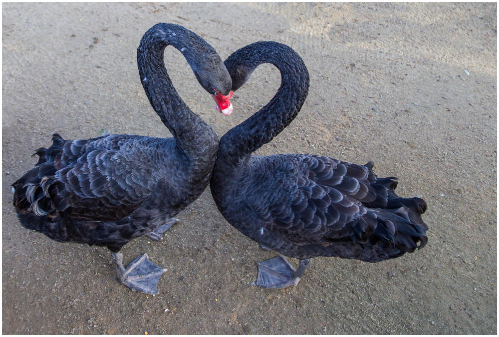 Tierische Liebe