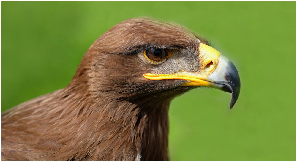 Adler