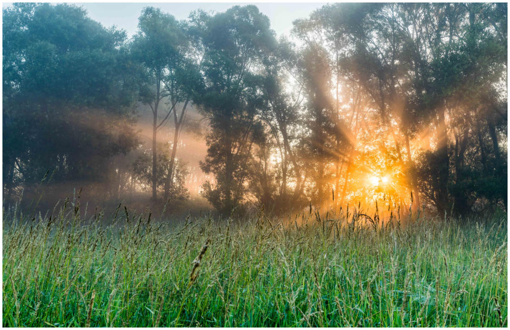Morgenstern