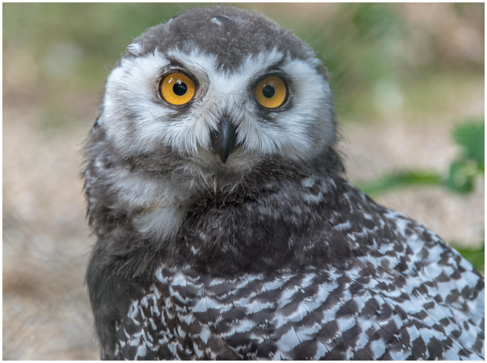 Im Vogelpark