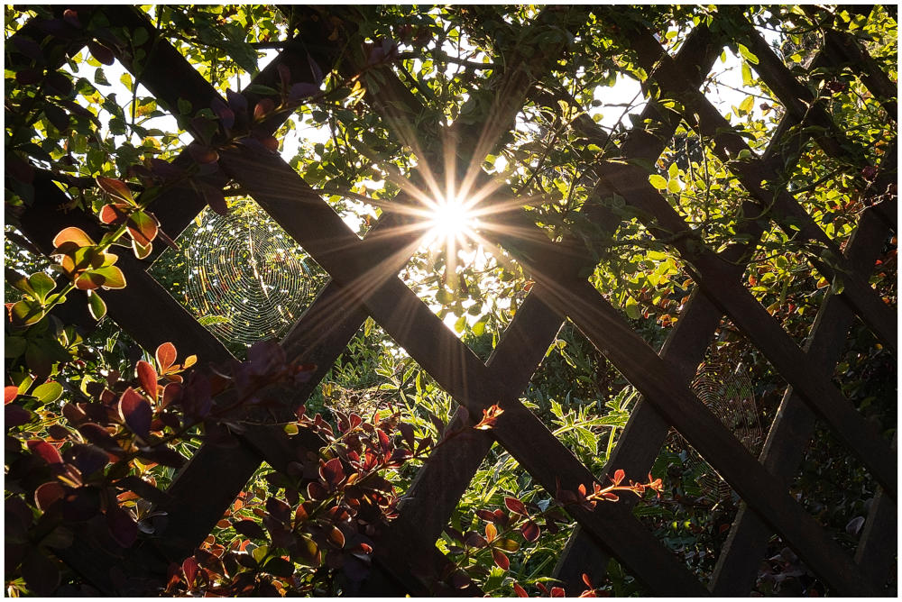 Pergola