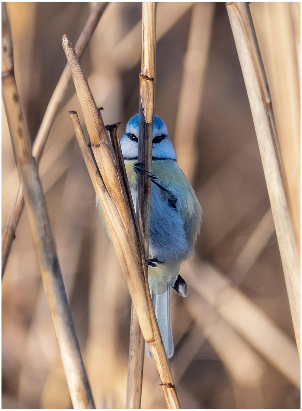 Blaumeise