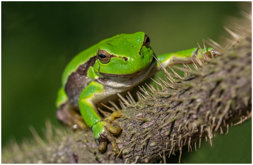Frosch