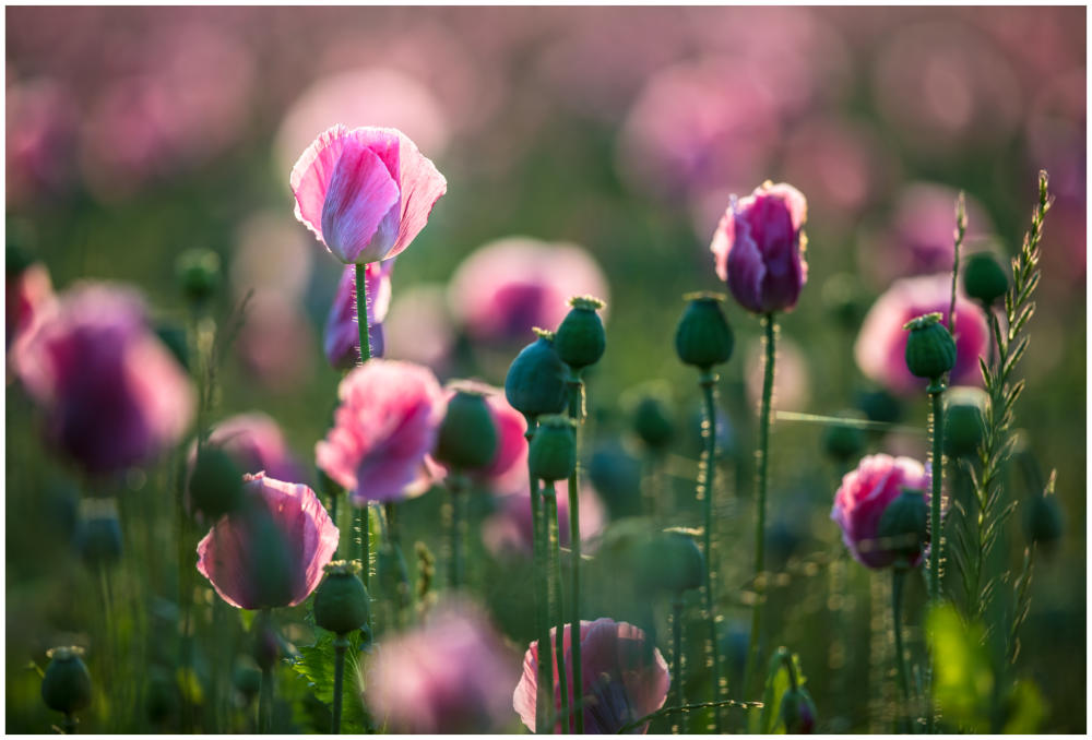 Pink Bubbles