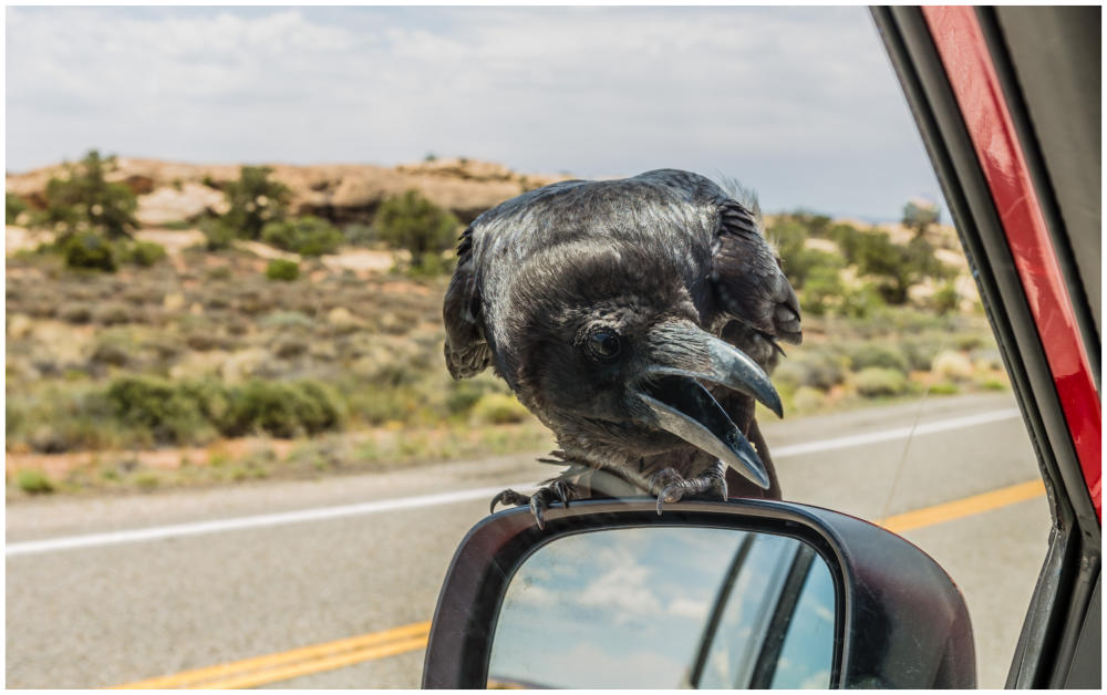 Hitchcock