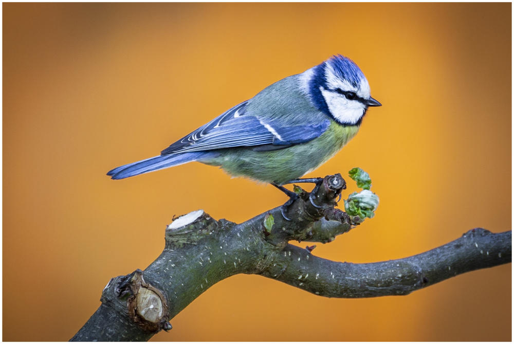 Blaumeise