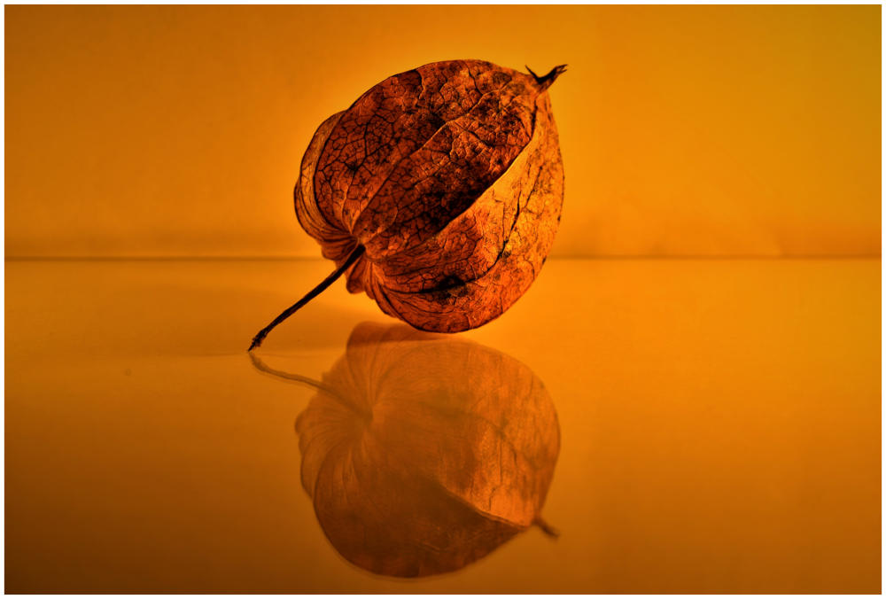 Lampionblume