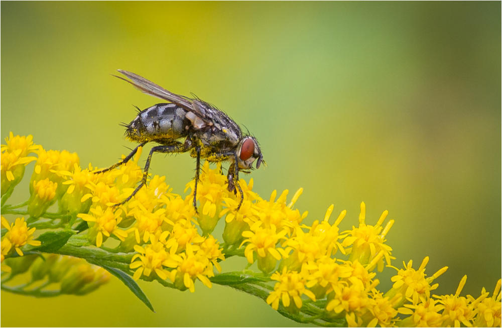 Fliege
