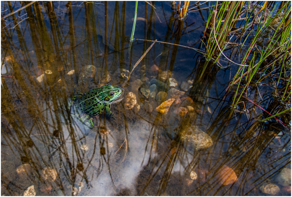 Frosch im Teich
