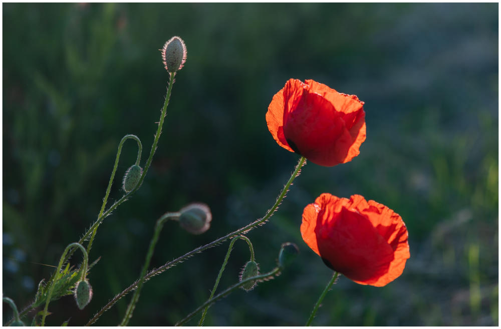 Mohn