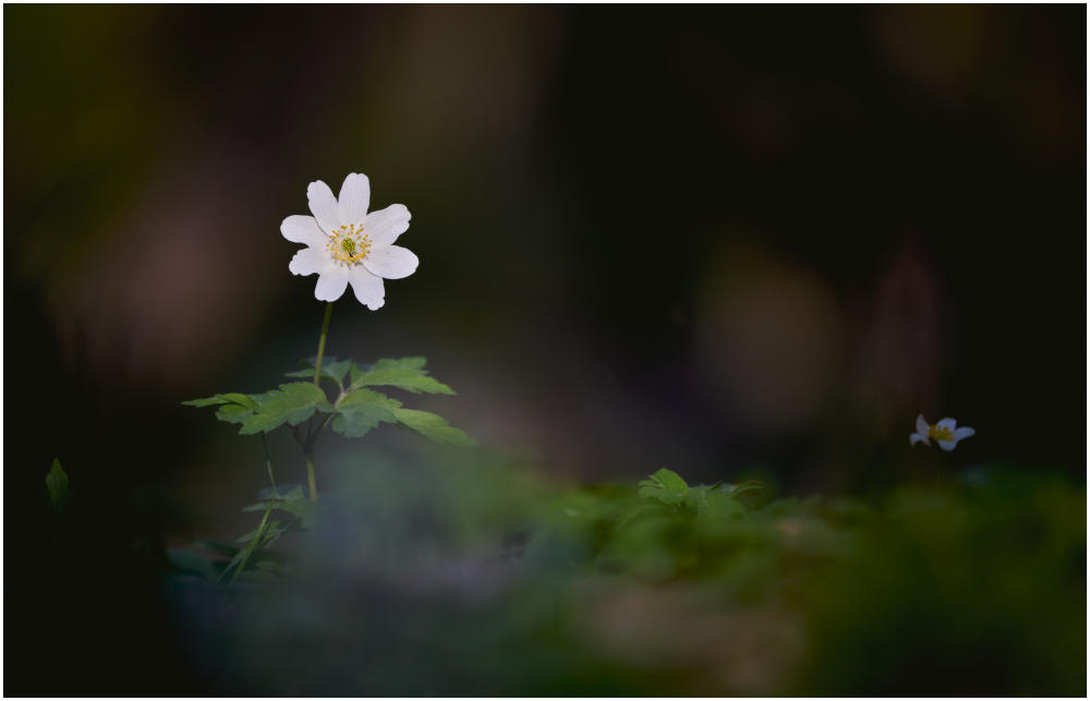 Anemonenstern