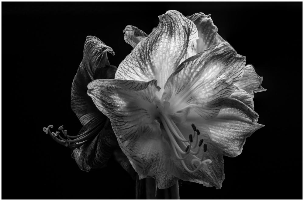 Amaryllis