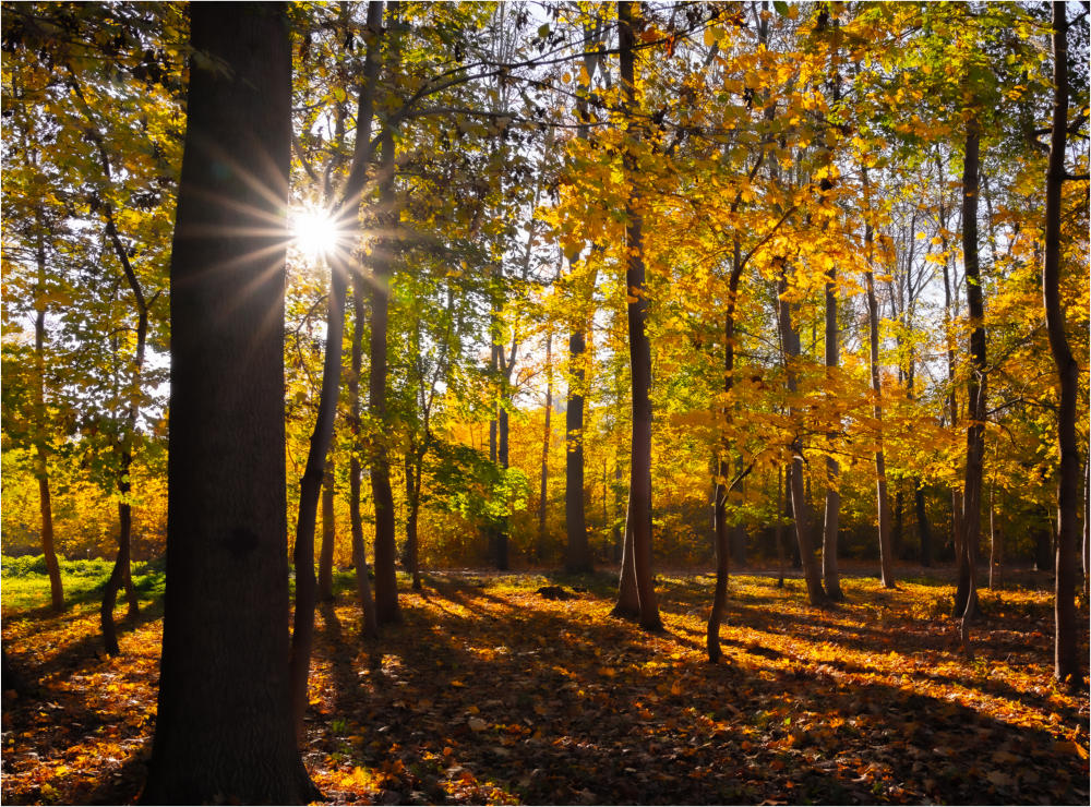 Herbstsonne