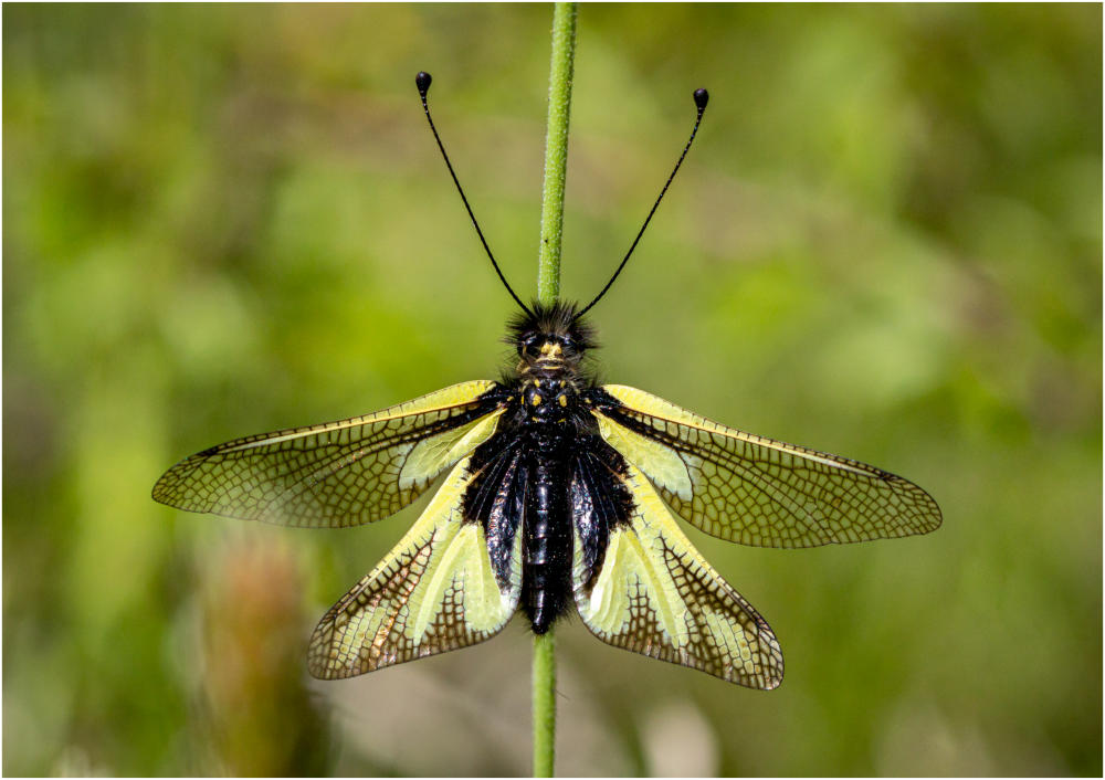 Libellen Schmetterling