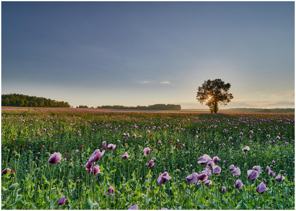 Das Mohnfeld