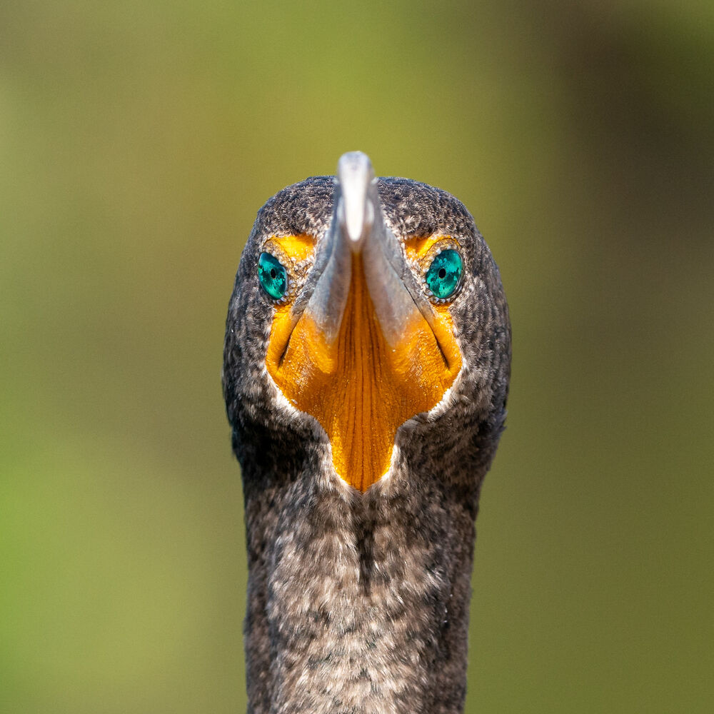 Kormoran