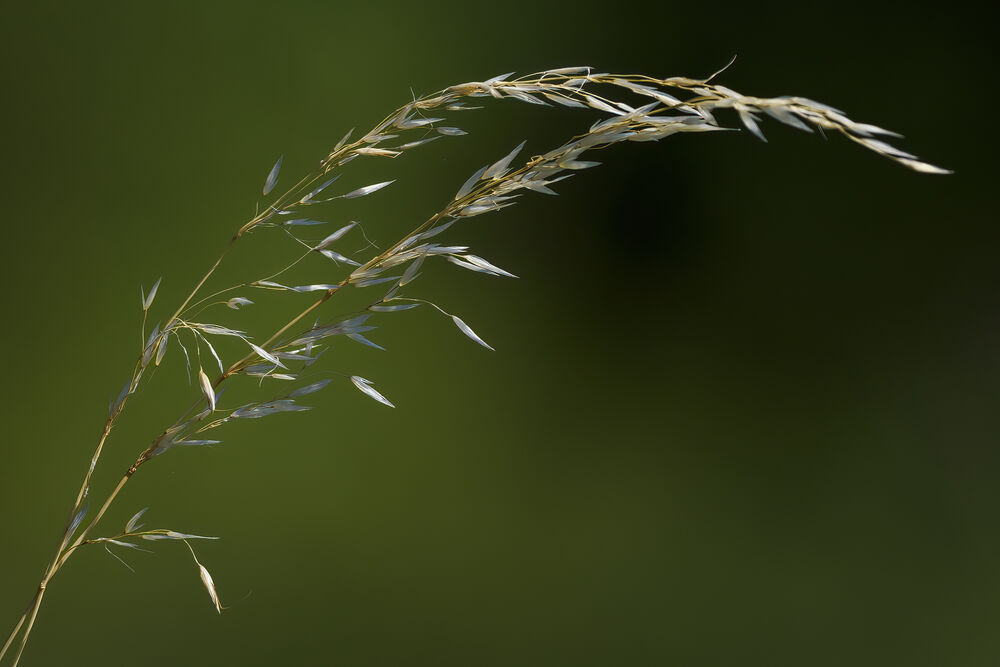 Ausgefallen