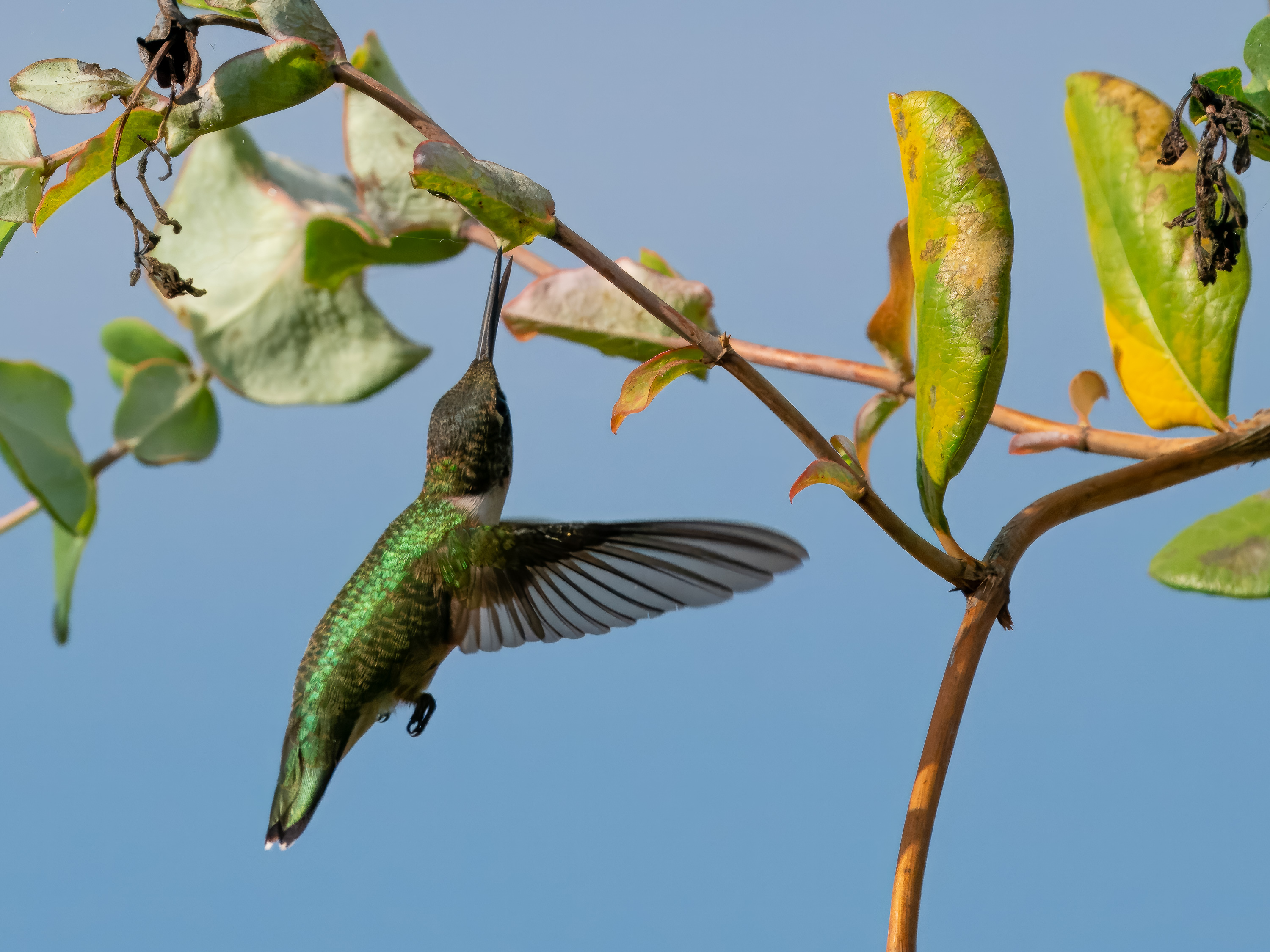 Kolibri