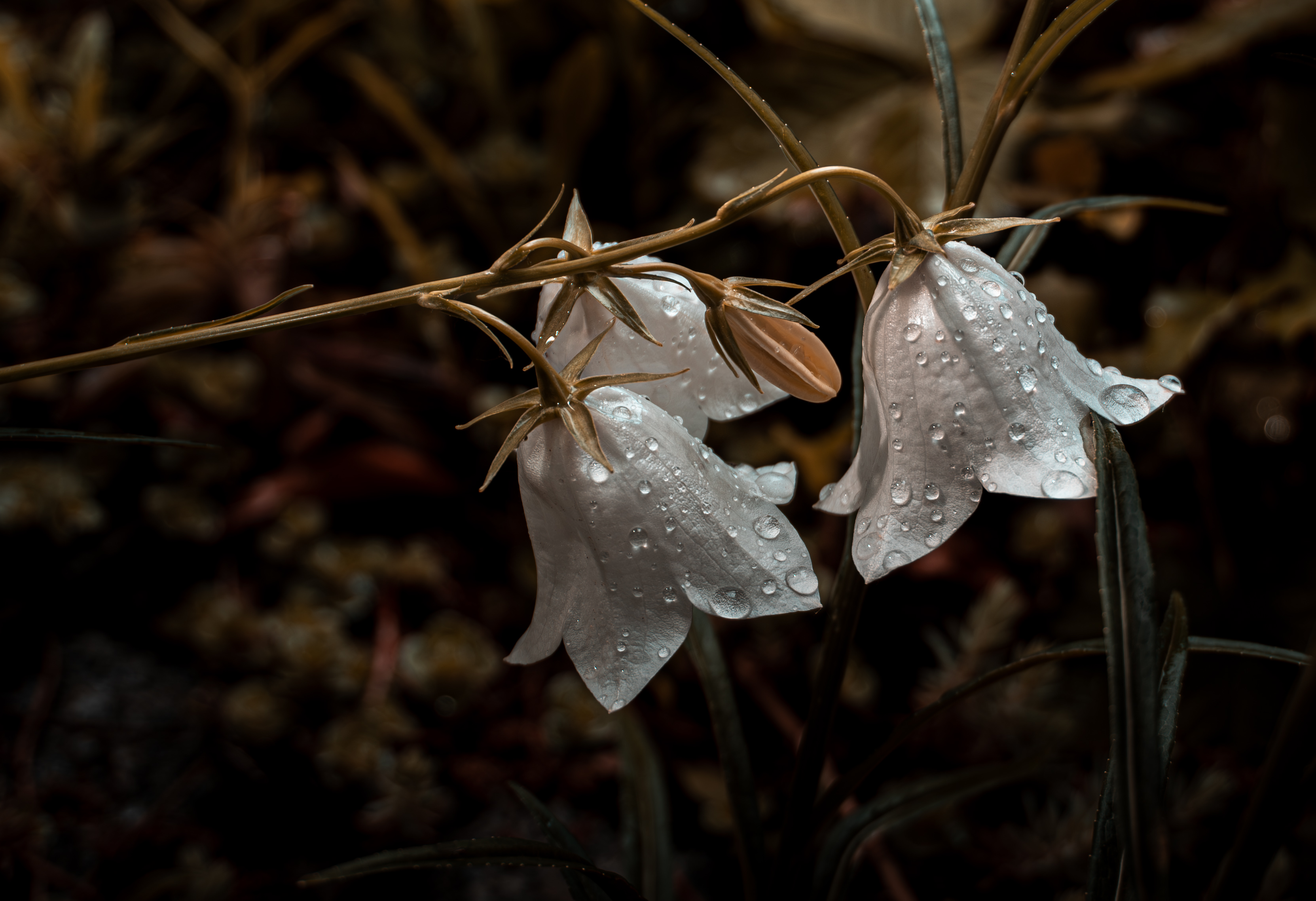 Regen
