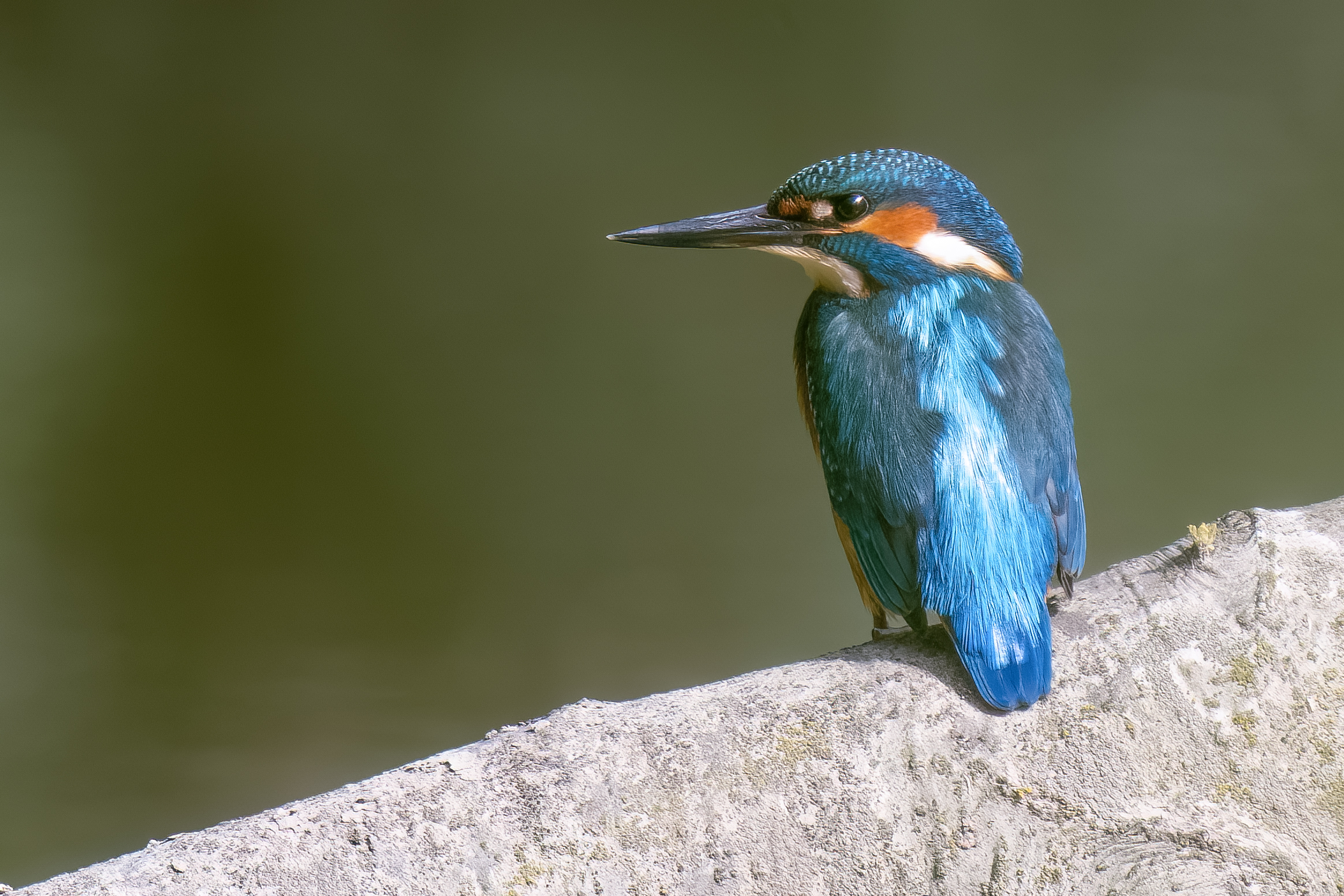Fischerkoenig