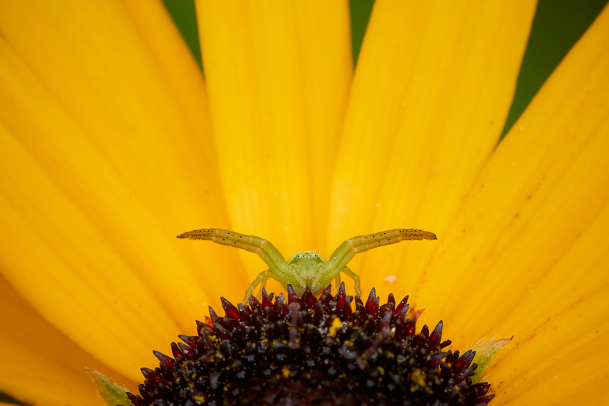 Krabbenspinne