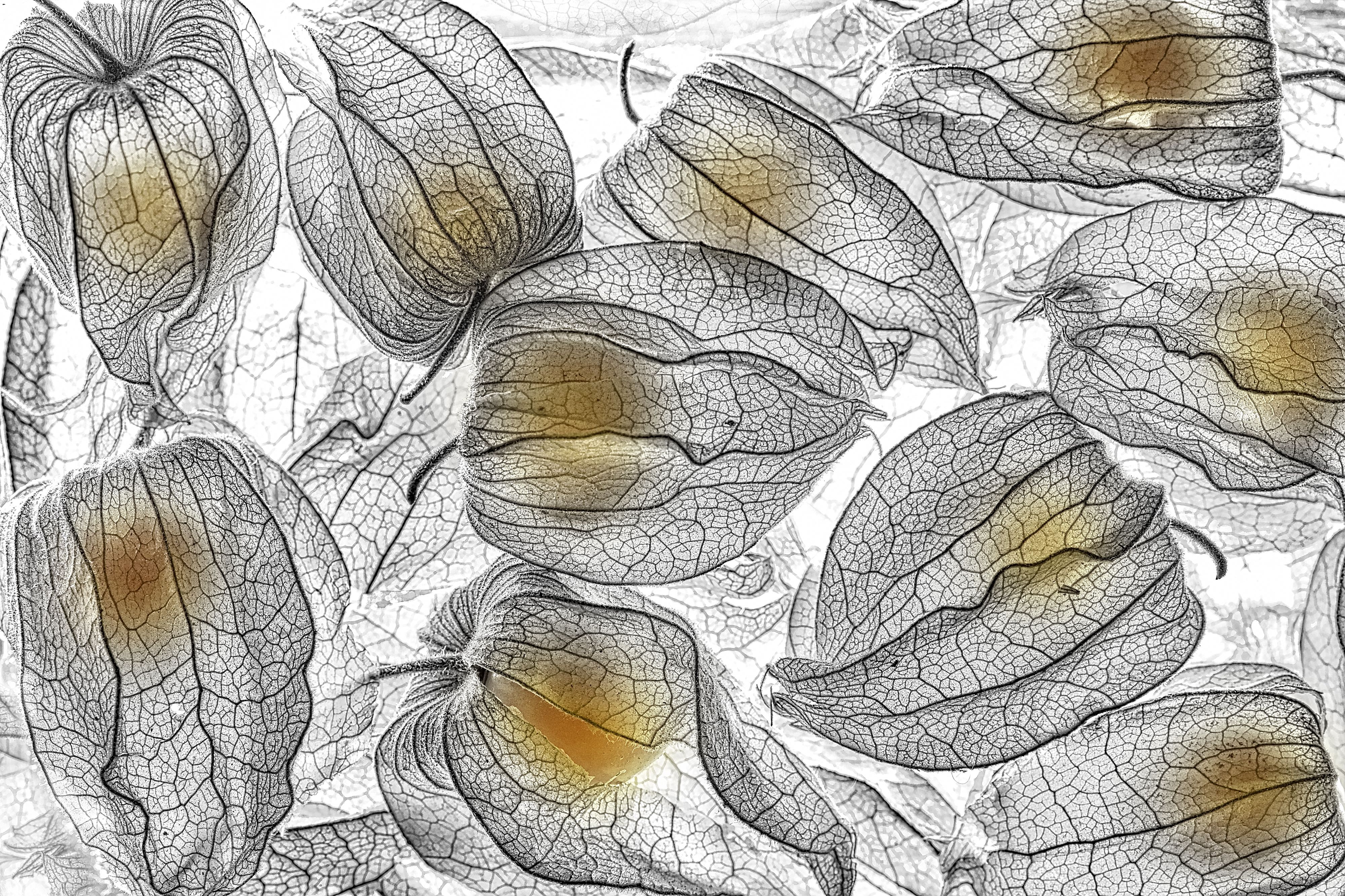 Physalis