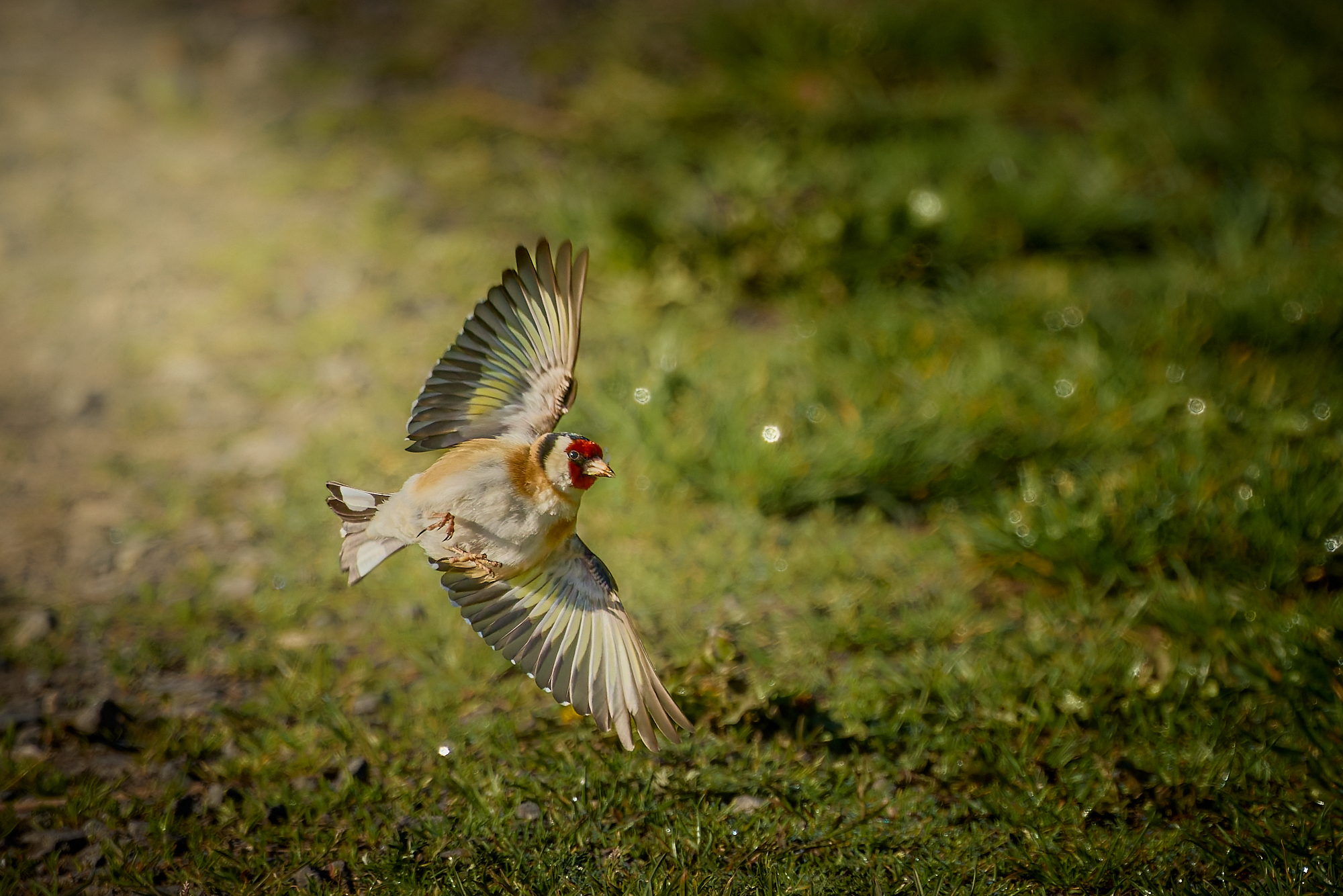 Schwenkflug
