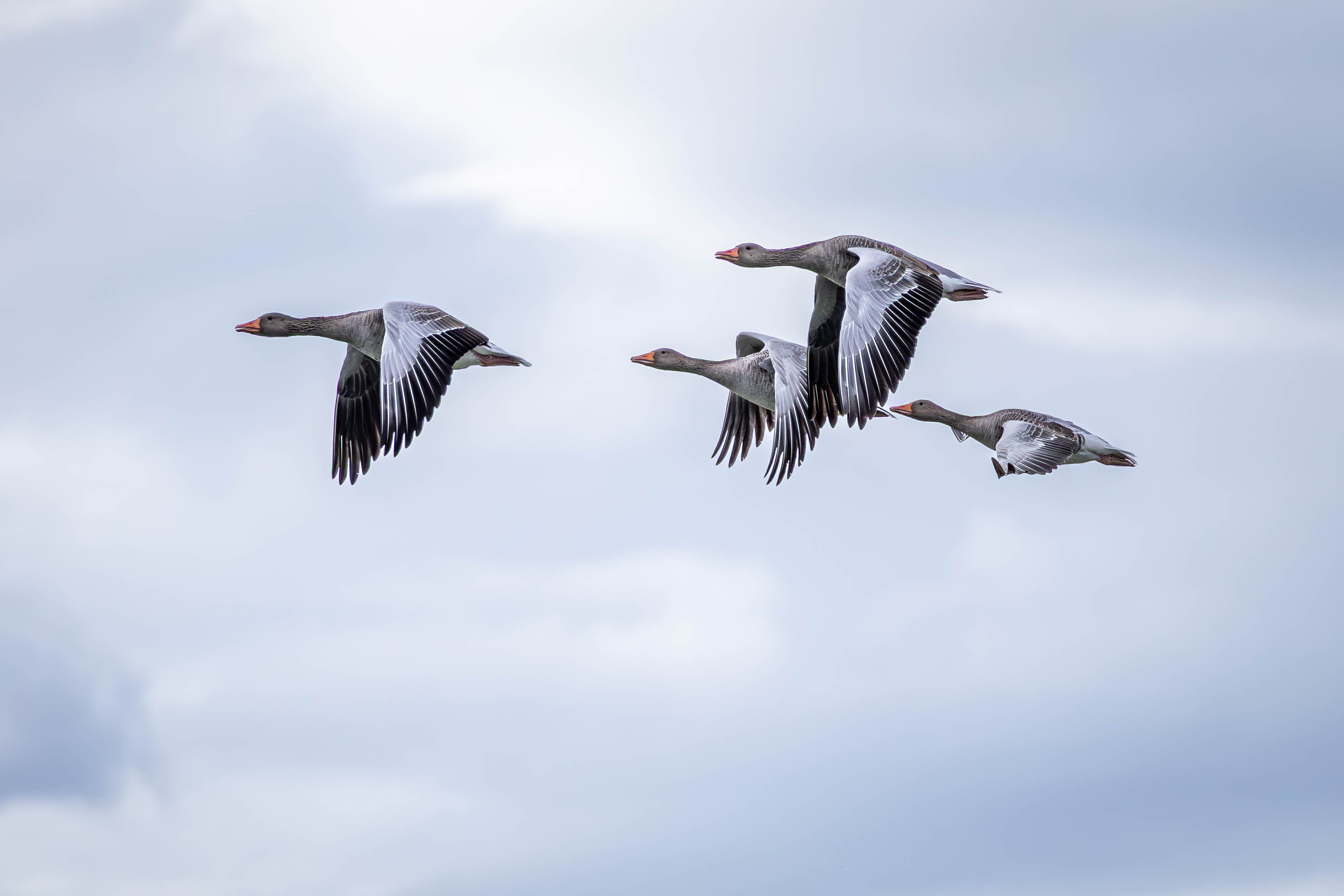 Gemeinsamer Flug