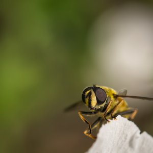 Schwebefliege