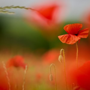 Wilder Mohn