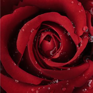 Rote Rose
