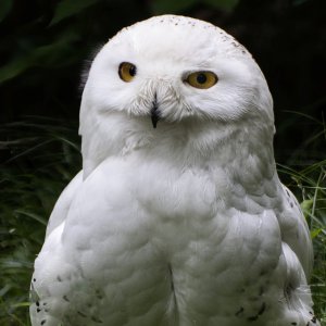 Schneeeule