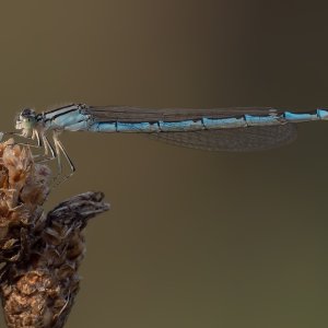 Libelle