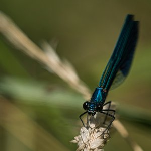 Blauflügel Prachtlibelle