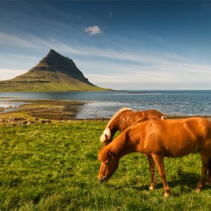 Pferde am Kirkjufell