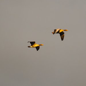 In Formation